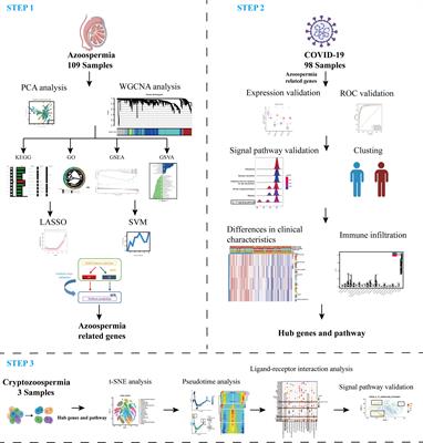 Machine learning and integrative analysis identify the common pathogenesis of azoospermia complicated with COVID-19